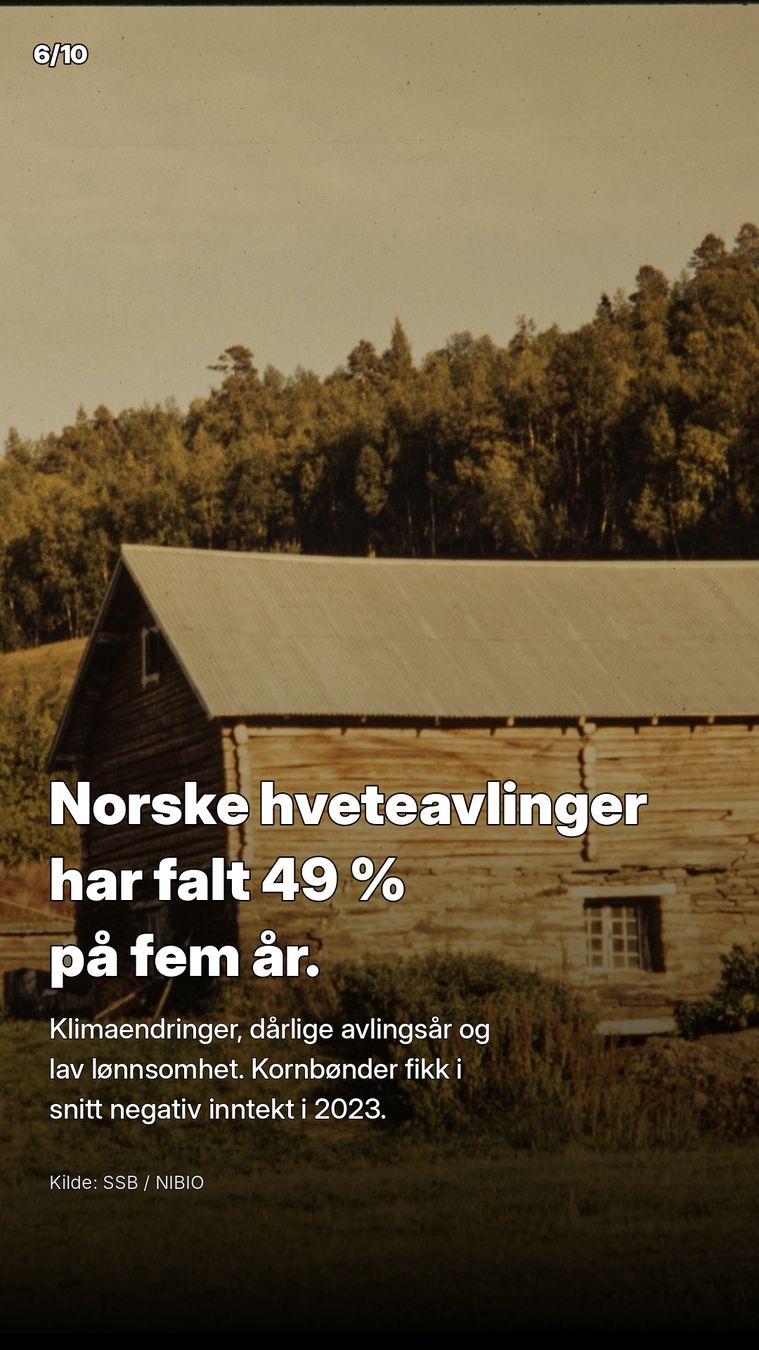 Norske hveteavlinger har falt 49 prosent på fem år. Kornbønder fikk i snitt negativ inntekt i 2023.